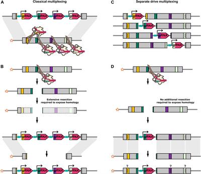 The Challenges in Developing Efficient and Robust Synthetic Homing Endonuclease Gene Drives